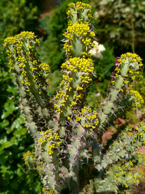 Euphorbia Polyacantha Esagonale